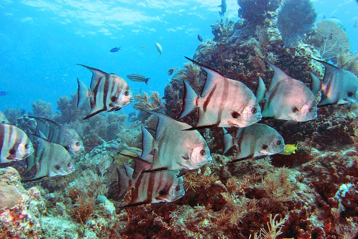 佛罗里达群岛国家海洋保护区