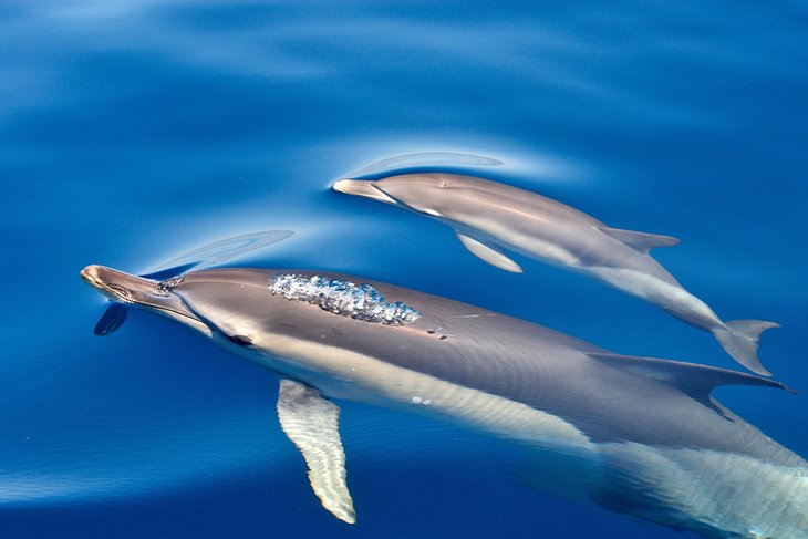 海豚从直布罗陀