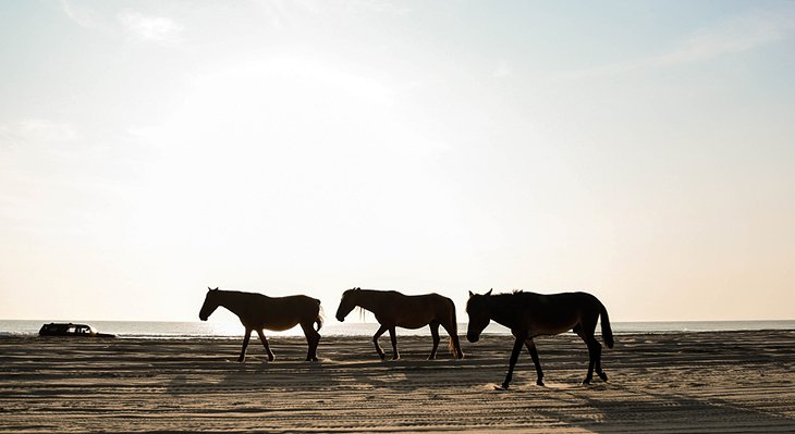 卡洛瓦海滩上的野马