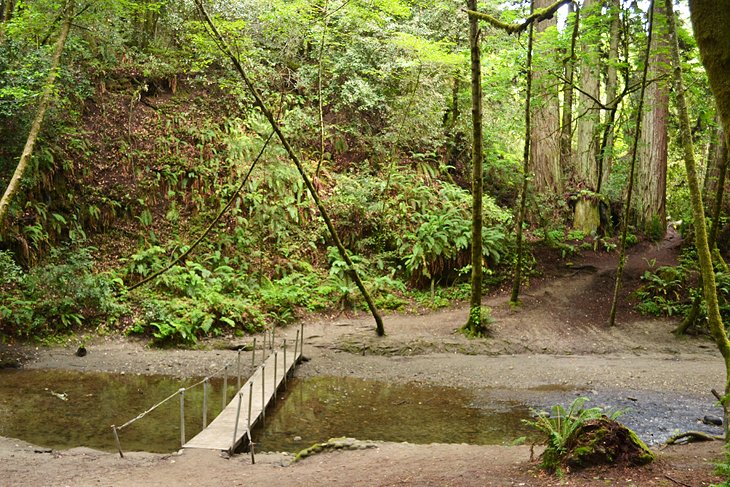 徒步旅行路径Nisene标志着国家森林公园