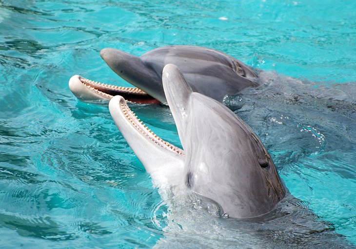 科苏梅尔的海豚