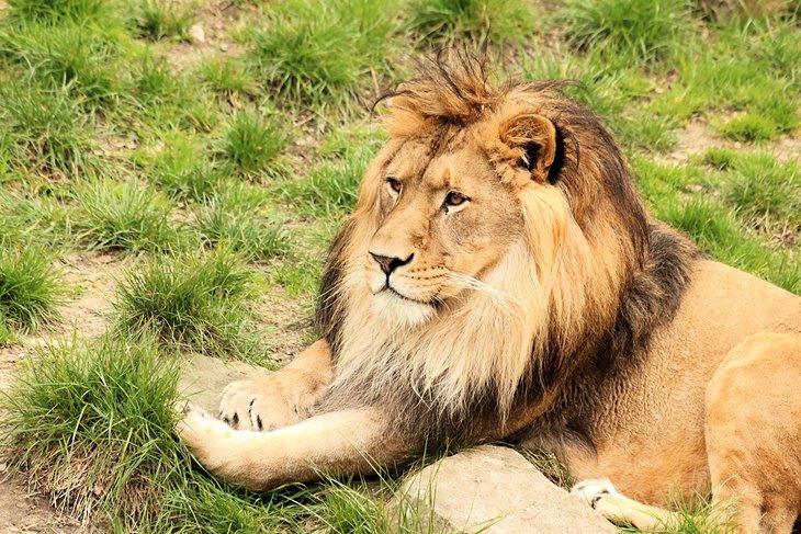 安特卫普动物园的雄狮