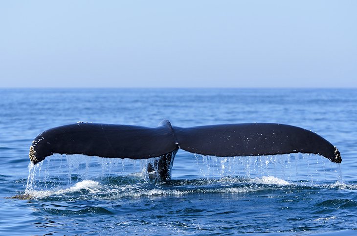 在芬迪湾Humback鲸鱼的尾巴