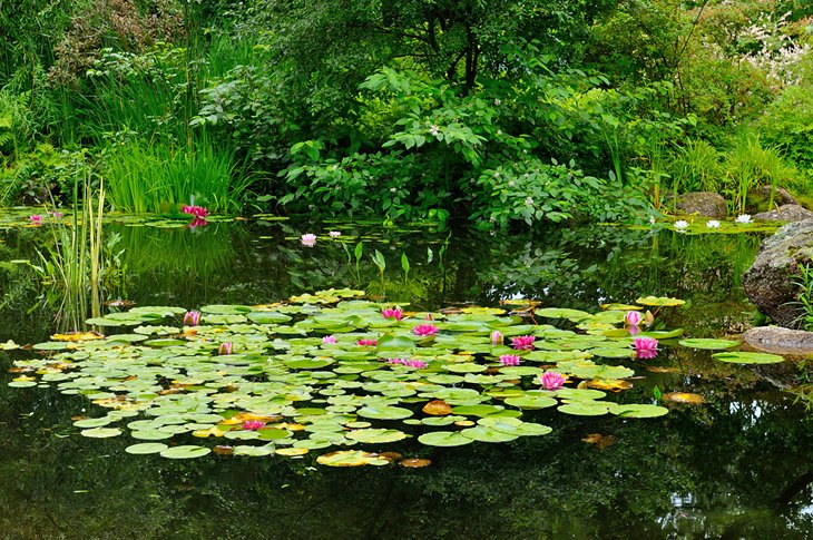 睡莲的池塘在安纳波利斯皇家历史园林