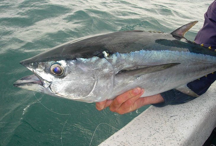 约克角韦帕捕获的长尾金枪鱼