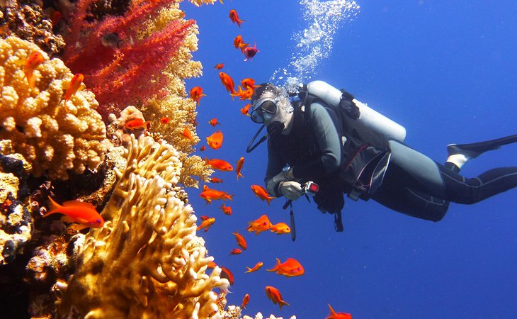 潜水员观赏色彩斑斓的鱼和珊瑚在大堡礁
