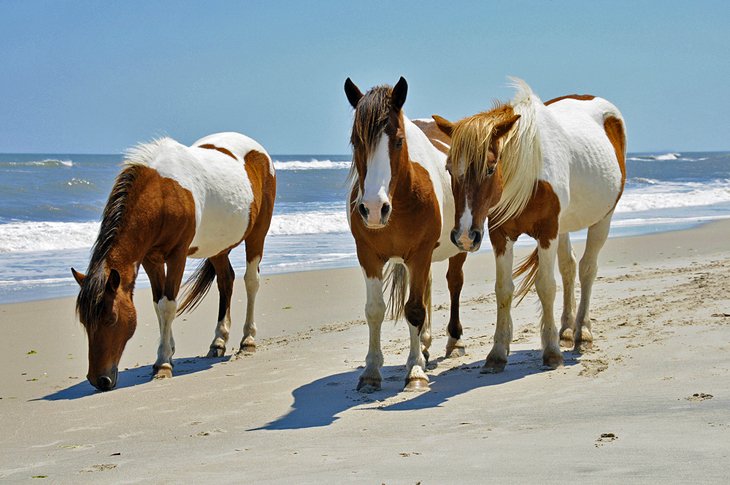 阿萨的野马沿着海滩自由活动