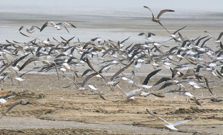海鸥飞过海滩Hart-Miller岛州立公园