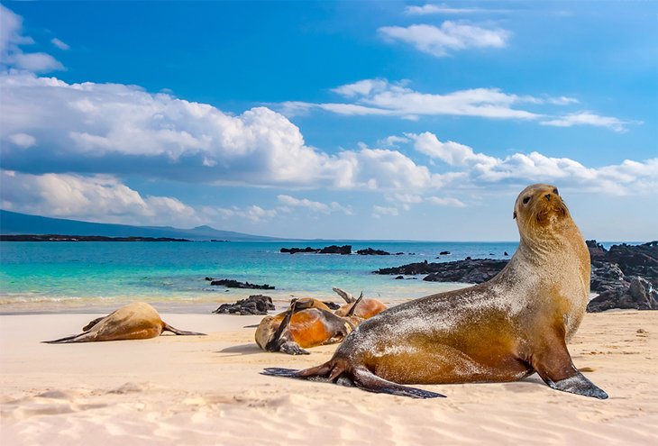 加拉帕戈斯群岛海滩上的海狮