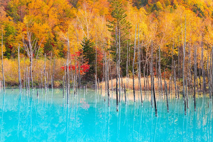 北海道的蓝色池塘，秋天的颜色