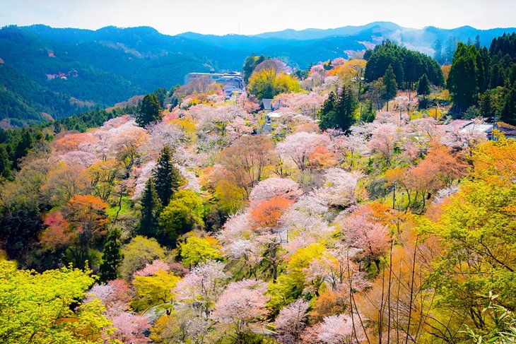 吉野山上盛开的樱花