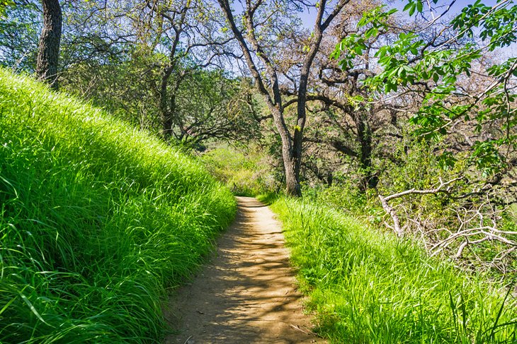 徒步旅行trail at Santa Teresa County Park
