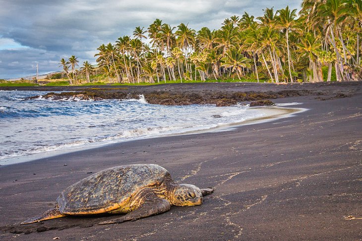 在Punalu'u海滩休息的海龟