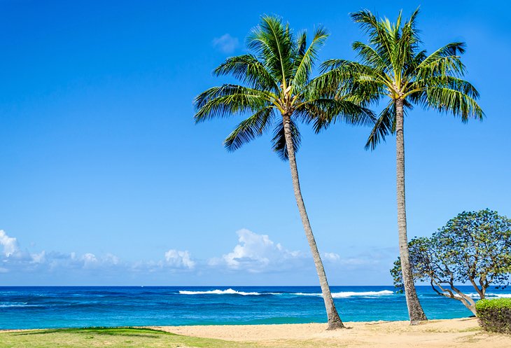 椰子树Poipu海滩上