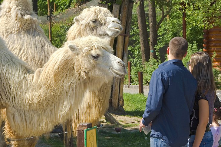 布达佩斯动物园里的骆驼