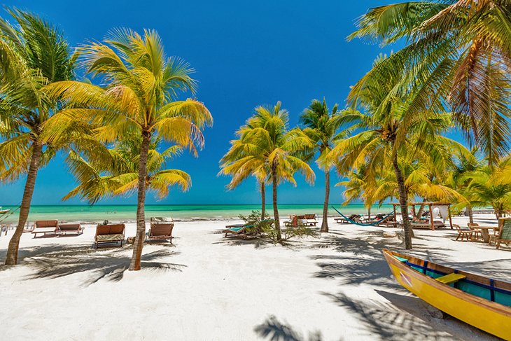 霍尔博克斯岛上棕榈树成行的海滩