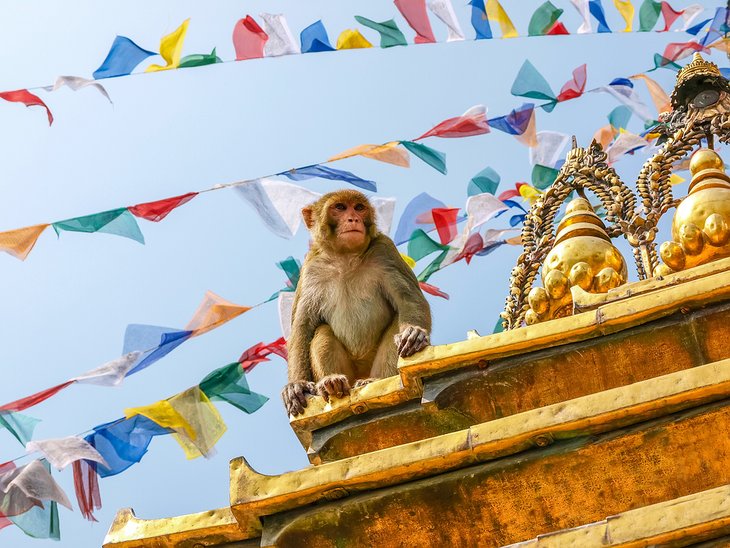 猴子在Swayambhunath