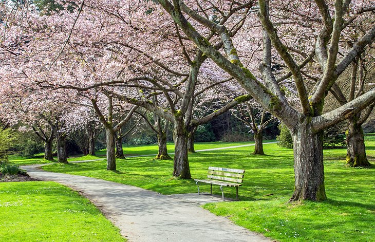 樱花在斯坦利公园,温哥华