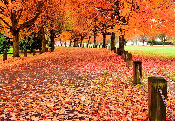 秋天的颜色在鲑鱼湖公园,温哥华