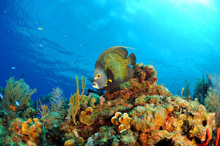 一个法国神仙鱼游泳在开曼群岛的珊瑚礁