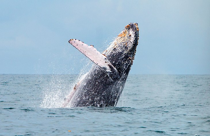 座头鲸Guachalito附近