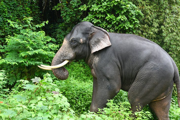 佩里亚尔国家公园的野生印度象