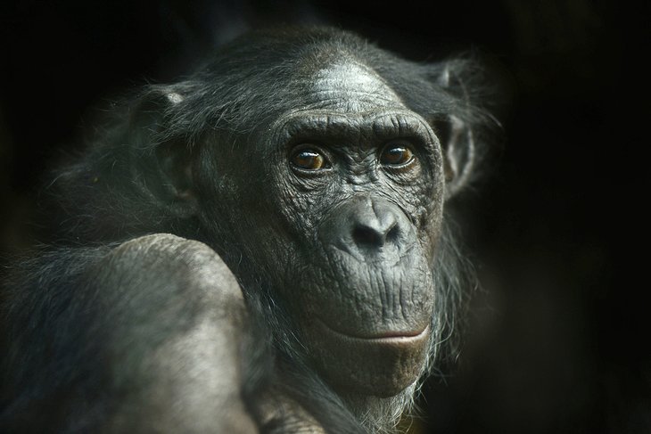 黑猩猩在法兰克福动物园