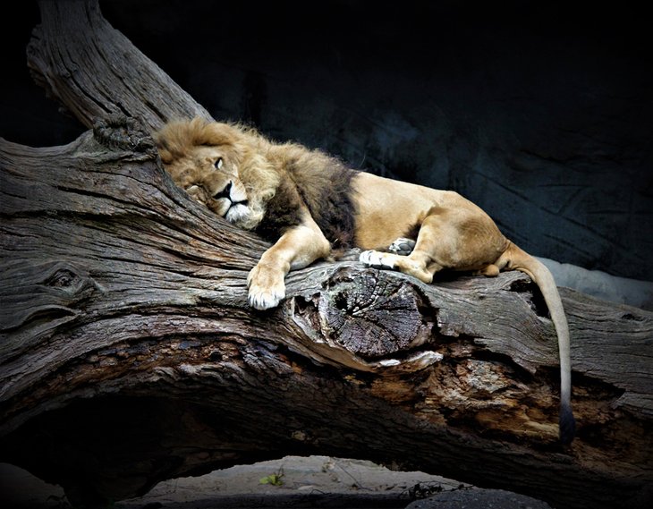 哈根贝克蒂尔公园的一只睡狮
