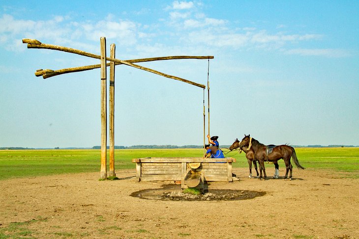 传统的匈牙利骑马在匈牙利伟大的平原