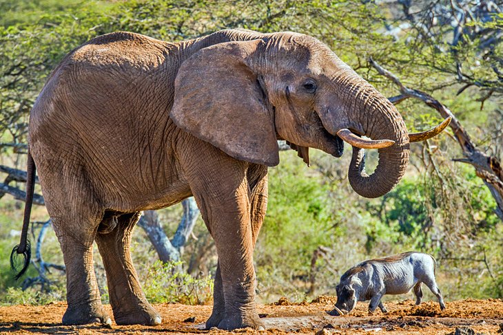 大象和疣猪在Chyulu山丘