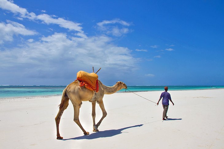 骆驼Diani海滩上散步