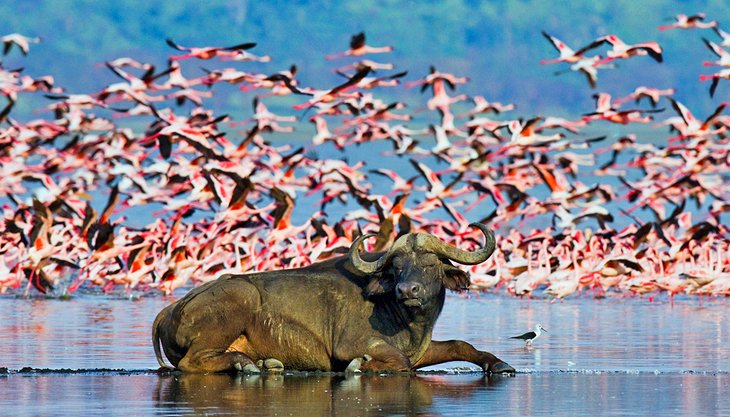 水牛躺在面前的一大群红鹤湖纳库鲁
