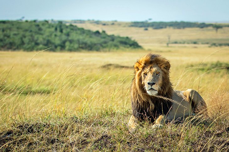 雄狮在马赛马拉国家保护区