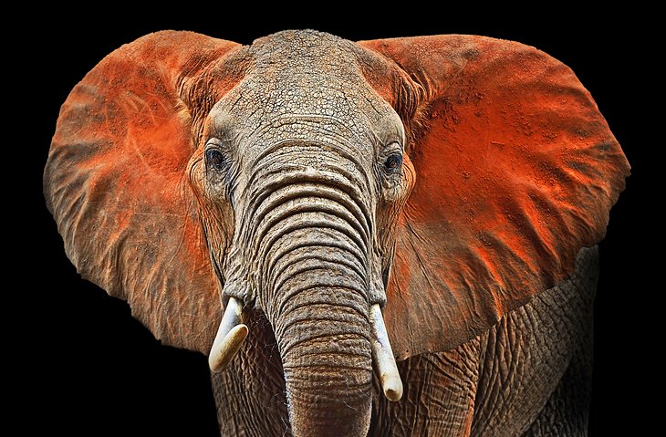 牛大象的红色尘埃覆盖东察沃国家公园