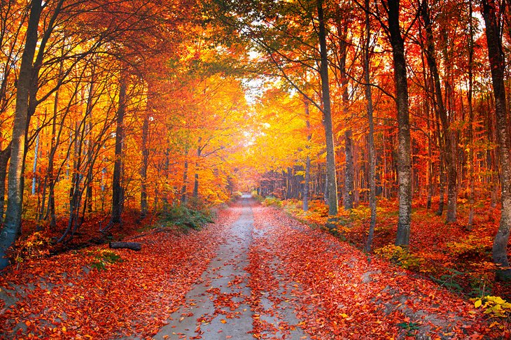 秋天的颜色在Uludag国家公园