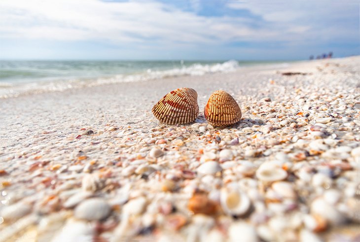 桑尼贝尔岛海滩上的贝壳