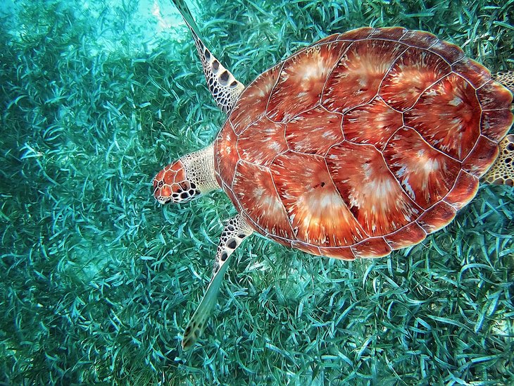 乌龟在假日成龙海洋保护区
