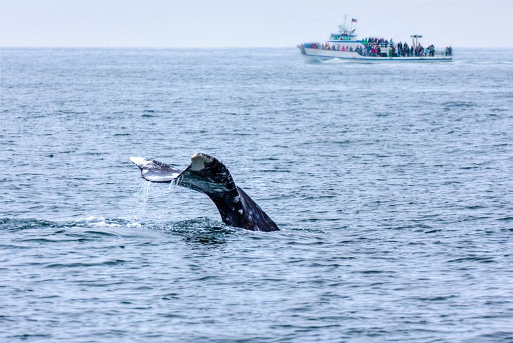 观赏鲸鱼在圣地亚哥