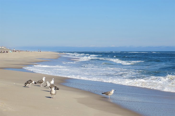 库珀斯海滩上的海鸥