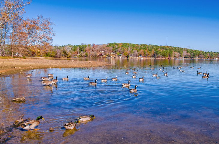 凯瑟琳湖州立公园的鸭子和鹅