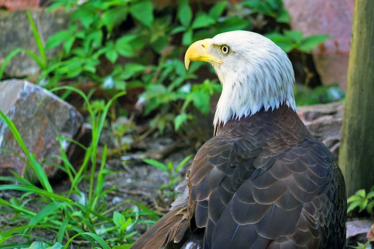 美国大平原动物园的秃鹰