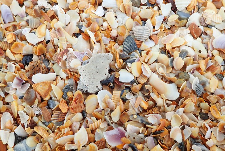 贝壳在很多的着陆海滨公园