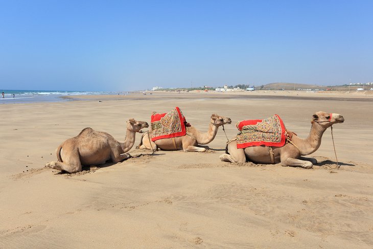 摩洛哥阿西拉海滩上的骆驼
