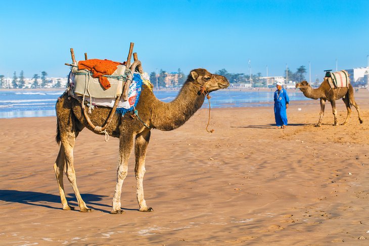 索维拉海滩上的骆驼