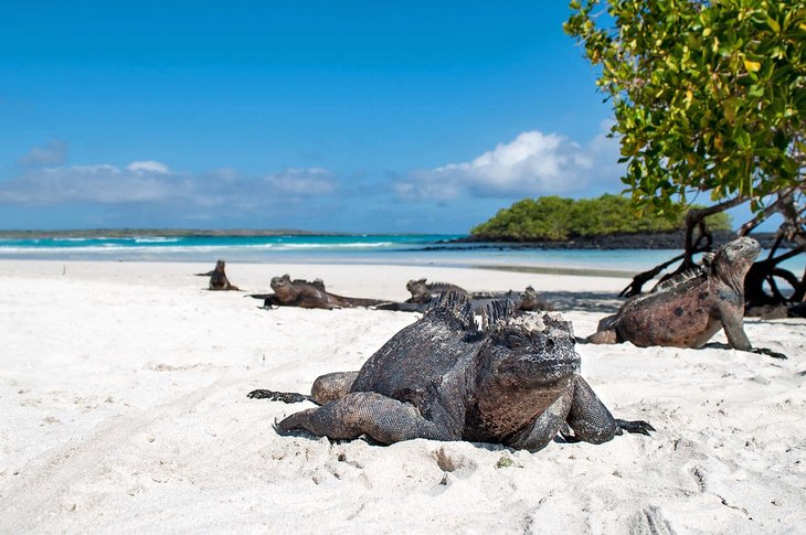 在龟岛湾海洋鬣蜥在海滩上休息,加拉帕戈斯群岛