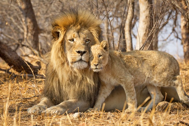 克鲁格国家公园的雄狮和幼崽