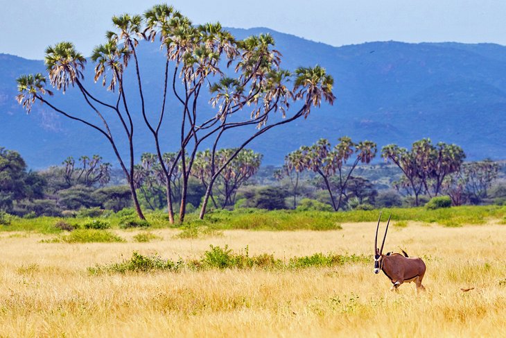 桑布鲁国家保护区的贝萨羚羊