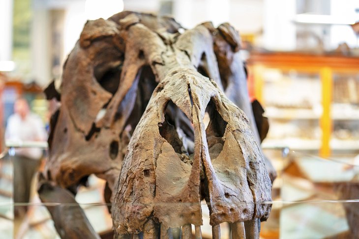塞奇威克地球科学博物馆的化石