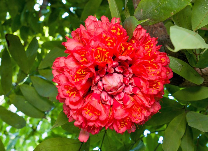 灿烂的红花Lancetilla植物园