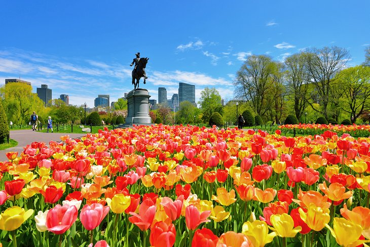 波士顿公共花园里盛开的郁金香